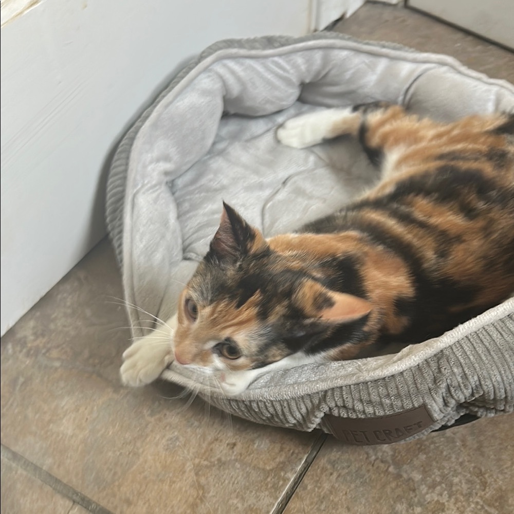 kitten